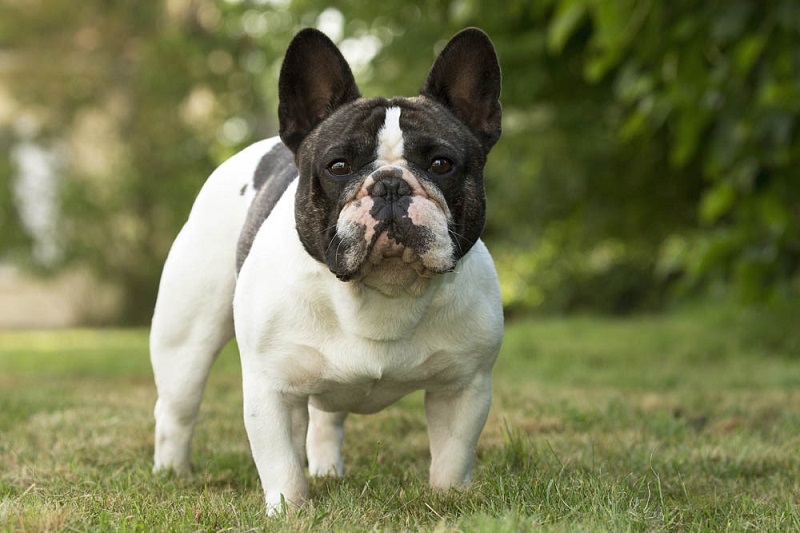 Le Bouledogue Français est un chien de petite taille qui descend du Bulldog Anglais et d’autres races.