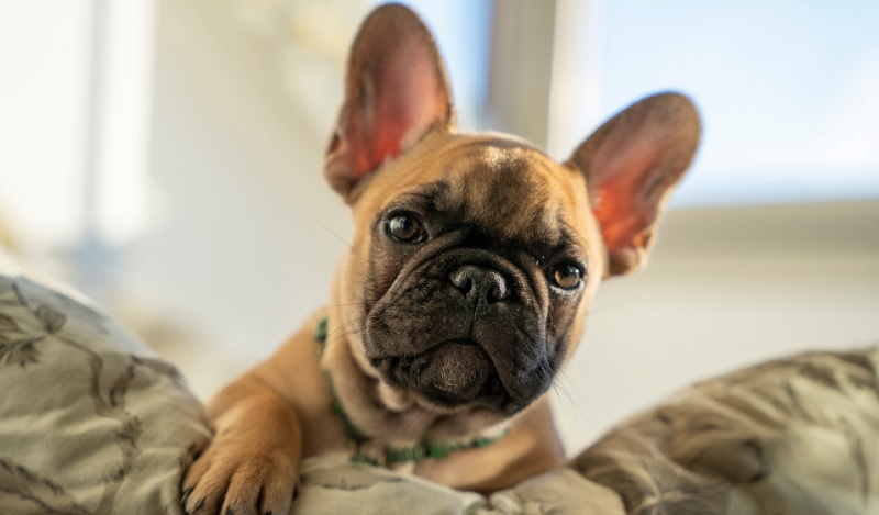 Le Bouledogue est une race ancienne qui remonte au 3e siècle avant J.-C. Il descend du Molosse, un chien de combat offert par Alexandre 1er d’Epire à Alexandre le Grand.