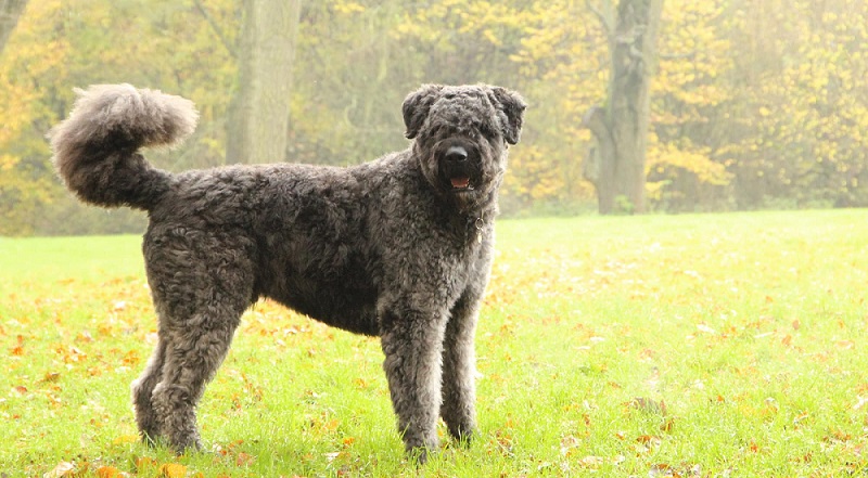 Le Bouvier des Flandres est un chien qui provient de la région de Flandre, située de part et d’autre de la frontière franco-belge.