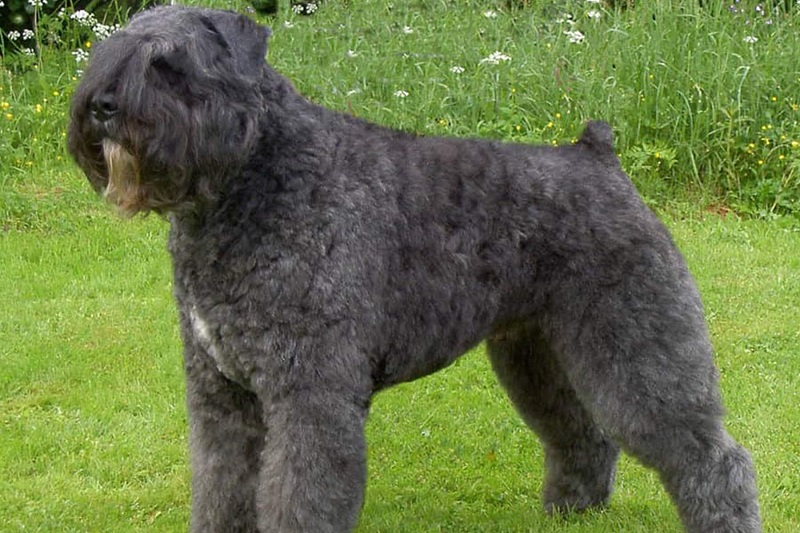 Le Bouvier des Flandres est un chien qui provient de la région de Flandre, située de part et d’autre de la frontière franco-belge.