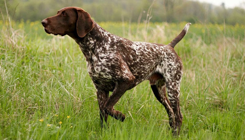 Le Braque Allemand est une race de chien qui trouve ses origines dans le bassin méditerranéen, parmi les anciennes races utilisées pour la chasse aux oiseaux et au gibier à plumes.