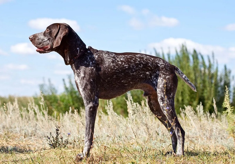 Le Braque Allemand est une race de chien qui trouve ses origines dans le bassin méditerranéen, parmi les anciennes races utilisées pour la chasse aux oiseaux et au gibier à plumes.