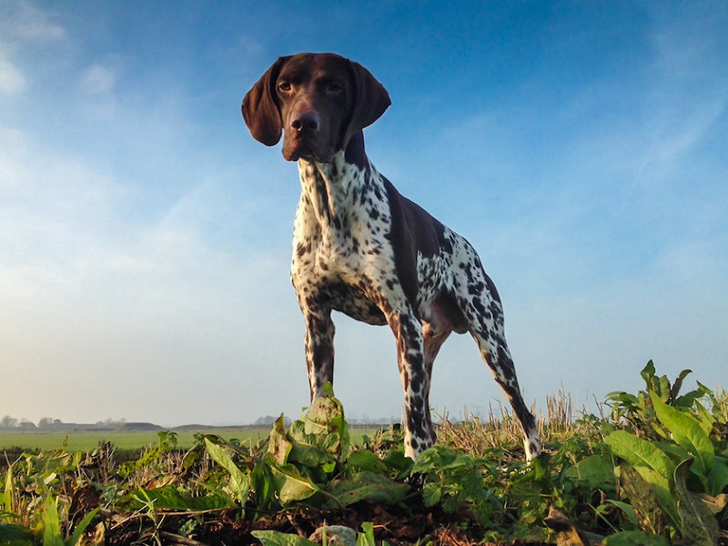 Le Braque Français est une race ancienne qui descend du chien d’Oysel, un ancêtre commun à plusieurs types de Braque en Europe.