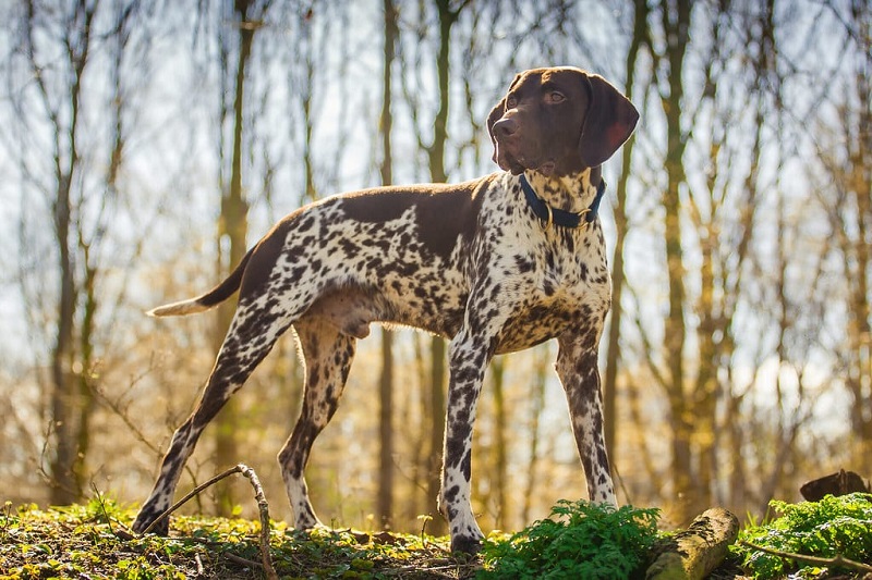 Le Braque Français est une race ancienne qui descend du chien d’Oysel, un ancêtre commun à plusieurs types de Braque en Europe.