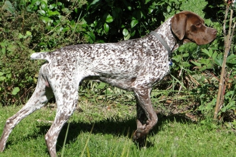 Le Braque Français est une race ancienne qui descend du chien d’Oysel, un ancêtre commun à plusieurs types de Braque en Europe.