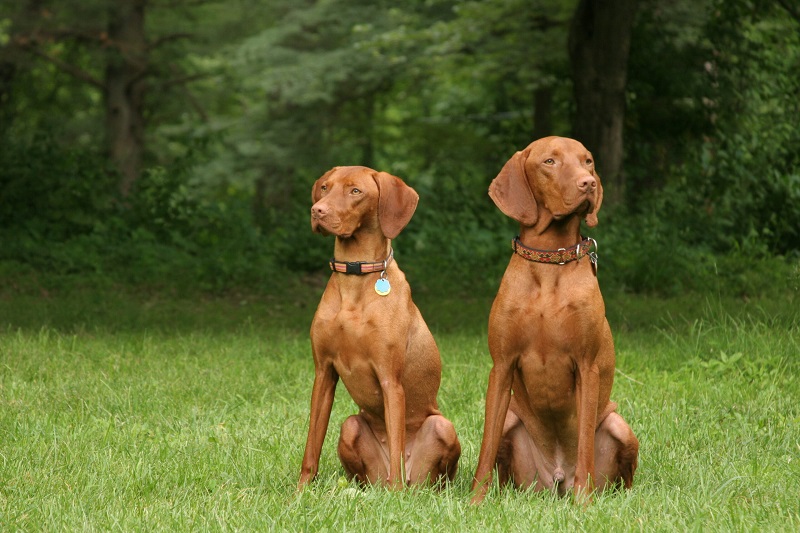 Le Braque Hongrois est un chien de chasse polyvalent originaire de Hongrie.