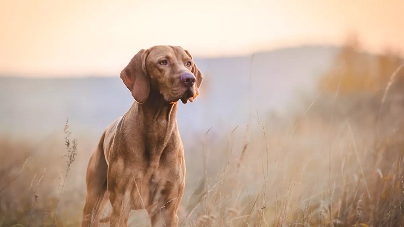 Le Braque Hongrois est un chien de chasse polyvalent originaire de Hongrie.