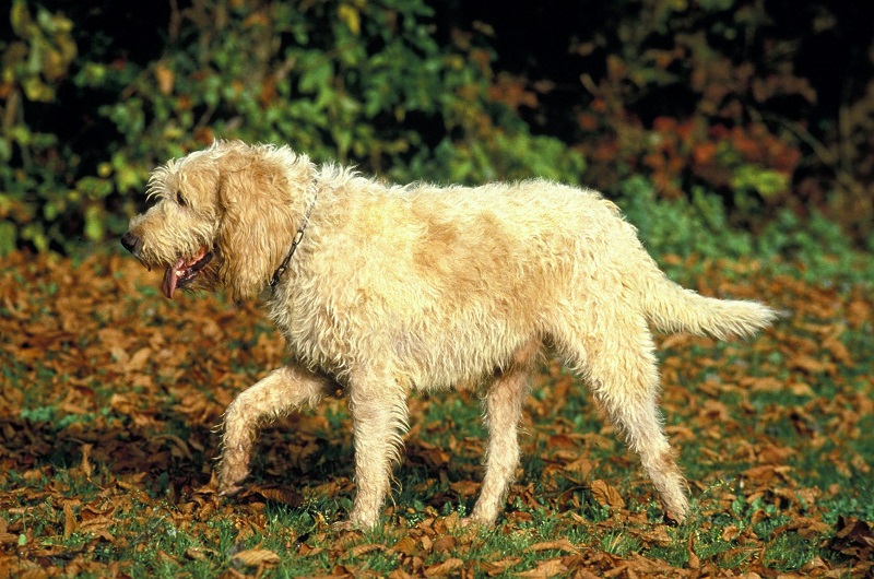 Le Briquet Griffon Vendeen est une race de chien originaire de Vendée, en France. Il descend du Grand Griffon Vendeen, dont il est une version plus petite et plus harmonieuse.