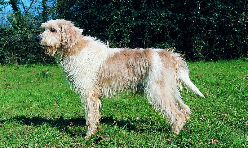 Le Briquet Griffon Vendeen est une race de chien originaire de Vendée, en France. Il descend du Grand Griffon Vendeen, dont il est une version plus petite et plus harmonieuse.