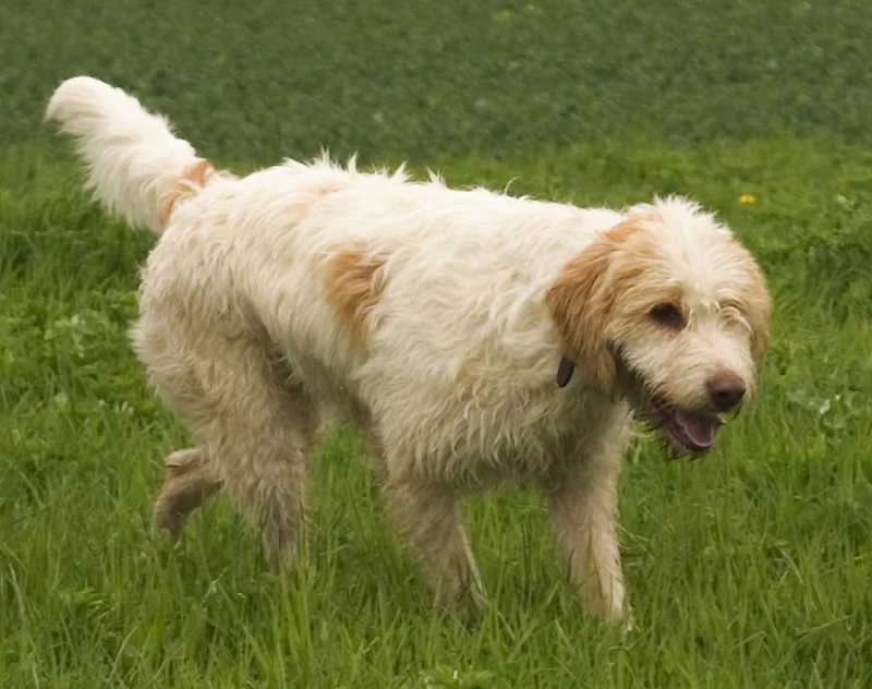 Le Briquet Griffon Vendeen est une race de chien originaire de Vendée, en France. Il descend du Grand Griffon Vendeen, dont il est une version plus petite et plus harmonieuse.