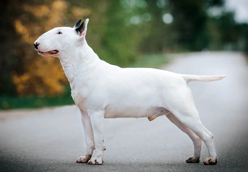 Le Bull Terrier descend d’un croisement entre le Bulldog Anglais et le White English Terrier, élaboré dès le 18e siècle. 