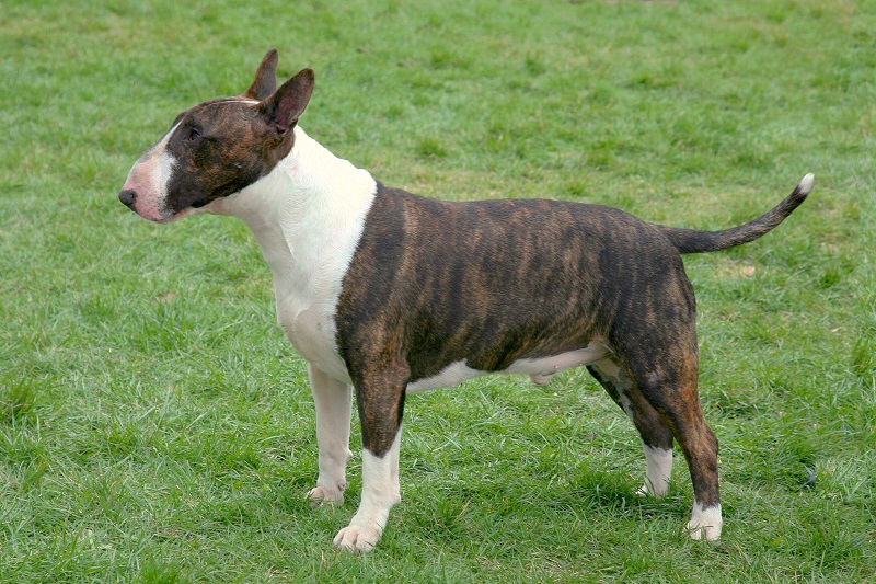Le Bull Terrier descend d’un croisement entre le Bulldog Anglais et le White English Terrier, élaboré dès le 18e siècle. 
