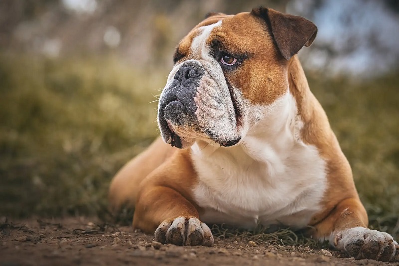 Le Bulldog Anglais est une race de chien originaire d’Angleterre, où il a été utilisé comme chien de combat contre des taureaux au XIIIe siècle.