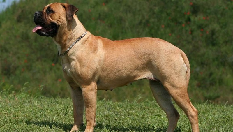Le Bullmastiff est un chien d’origine britannique, issu d’un croisement entre le Mastiff et le Bulldog Anglais.