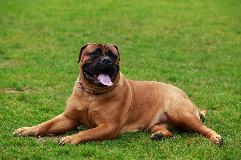 Le Bullmastiff est un chien d’origine britannique, issu d’un croisement entre le Mastiff et le Bulldog Anglais.