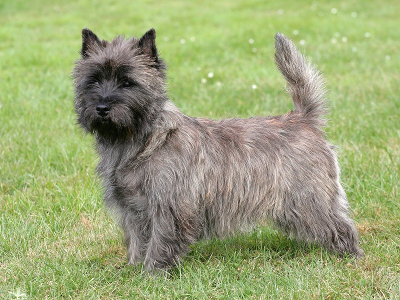 Le Cairn Terrier est l’une des plus anciennes races de terriers écossais. Il tire son nom des cairns, des amas de pierres où il chassait les nuisibles.