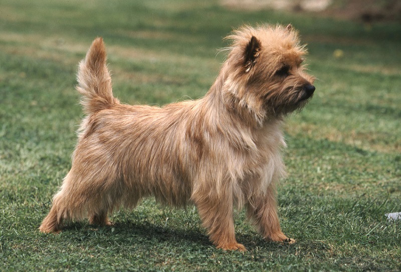 Le Cairn Terrier est l’une des plus anciennes races de terriers écossais. Il tire son nom des cairns, des amas de pierres où il chassait les nuisibles.