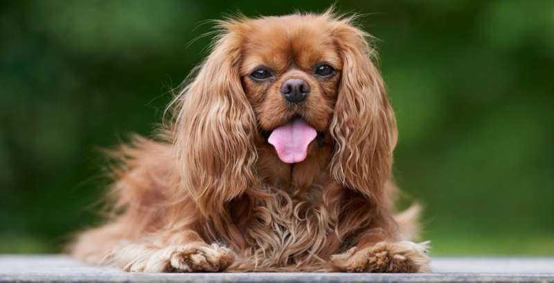 Le Cavalier King Charles est une race de chien qui trouve ses origines en Grande-Bretagne, plus précisément à la cour du Roi Charles II au 17ème siècle.