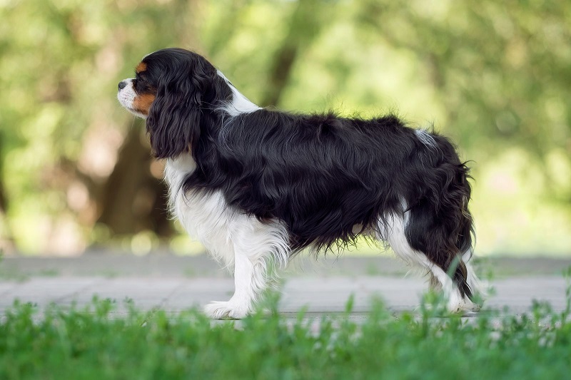 Le Cavalier King Charles est une race de chien qui trouve ses origines en Grande-Bretagne, plus précisément à la cour du Roi Charles II au 17ème siècle.
