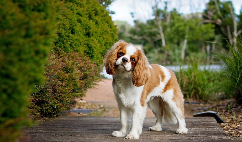 Le Cavalier King Charles est une race de chien qui trouve ses origines en Grande-Bretagne, plus précisément à la cour du Roi Charles II au 17ème siècle. 