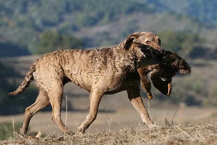 Le Chesapeake Bay Retriever est une race de chien originaire des Etats-Unis, plus précisément de la baie de Chesapeake, dans le Maryland.