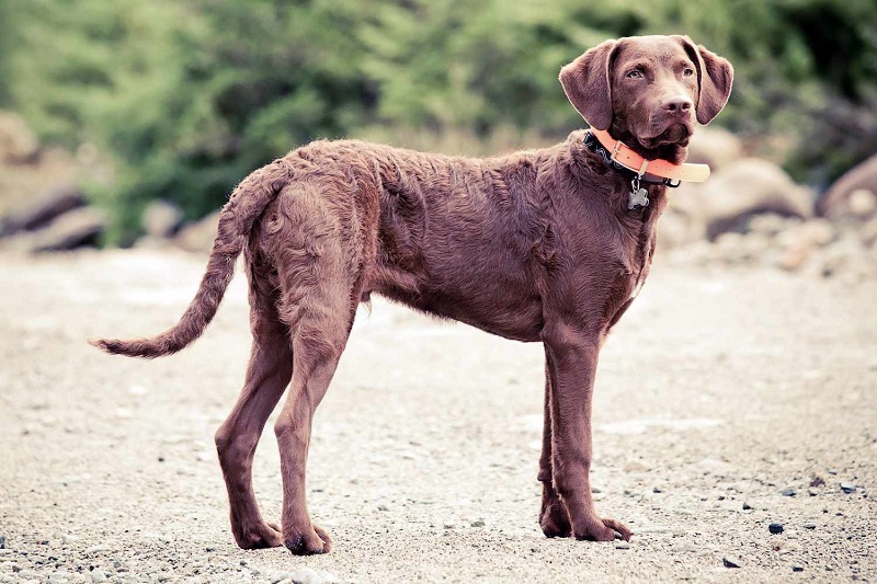 Le Chesapeake Bay Retriever est une race de chien originaire des Etats-Unis, plus précisément de la baie de Chesapeake, dans le Maryland.