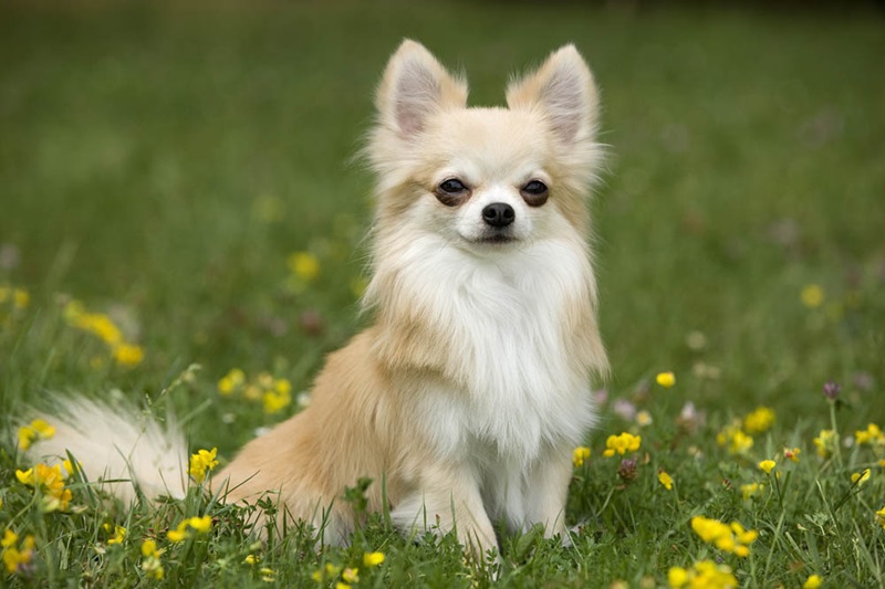 Le Chihuahua est une race de chien très ancienne, originaire du Mexique. Son nom vient de l’État de Chihuahua, où il aurait vécu à l’état sauvage avant d’être domestiqué par les indigènes.