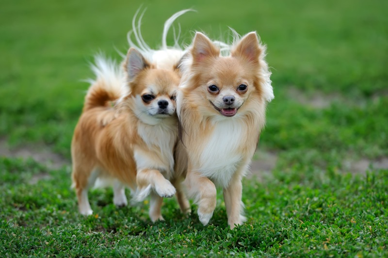 Le Chihuahua est une race de chien très ancienne, originaire du Mexique. Son nom vient de l’État de Chihuahua, où il aurait vécu à l’état sauvage avant d’être domestiqué par les indigènes.