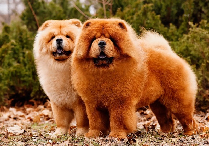 Le Chow Chow est une race de chien originaire de Chine, qui a une apparence distinctive avec sa crinière de lion, sa langue bleue et sa démarche guindée