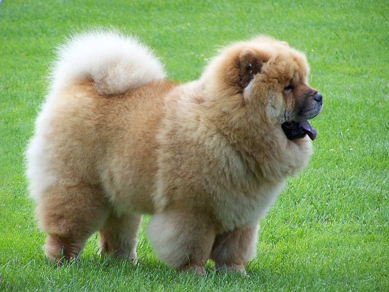 Le Chow Chow est une race de chien originaire de Chine, qui a une apparence distinctive avec sa crinière de lion, sa langue bleue et sa démarche guindée