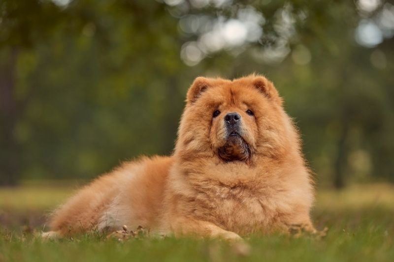 Le Chow Chow est une race de chien originaire de Chine, qui a une apparence distinctive avec sa crinière de lion, sa langue bleue et sa démarche guindée
