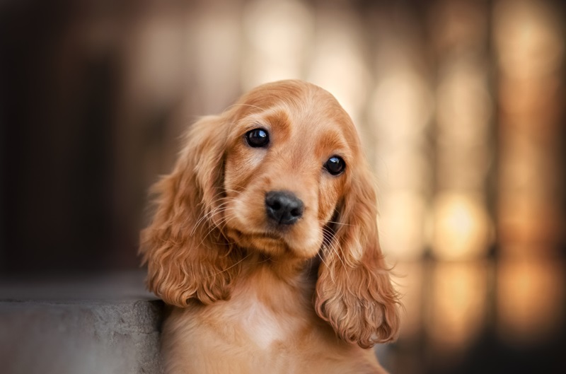 Le Cocker Anglais est une race ancienne de spaniels britanniques, qui a été reconnue en tant que race à part entière en 1873