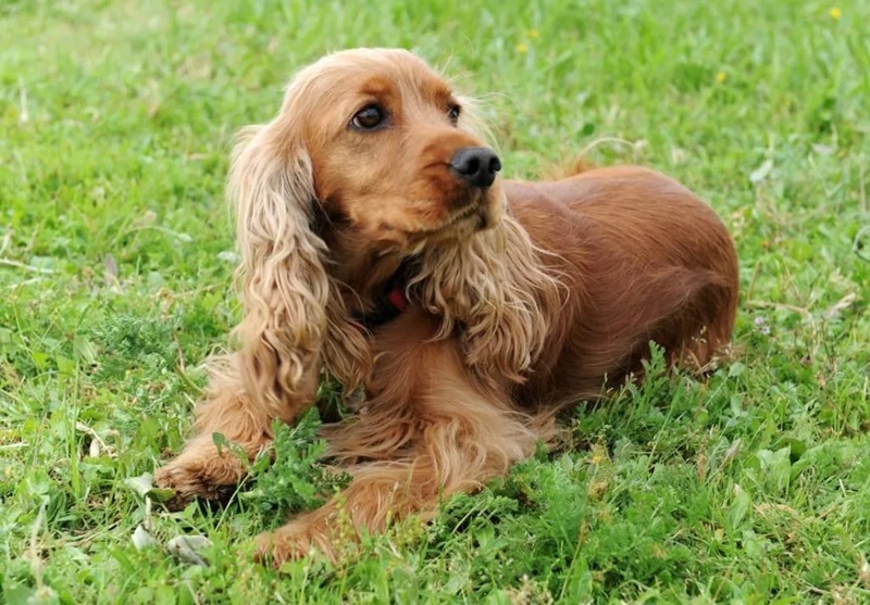Le Cocker Anglais est une race ancienne de spaniels britanniques, qui a été reconnue en tant que race à part entière en 1873