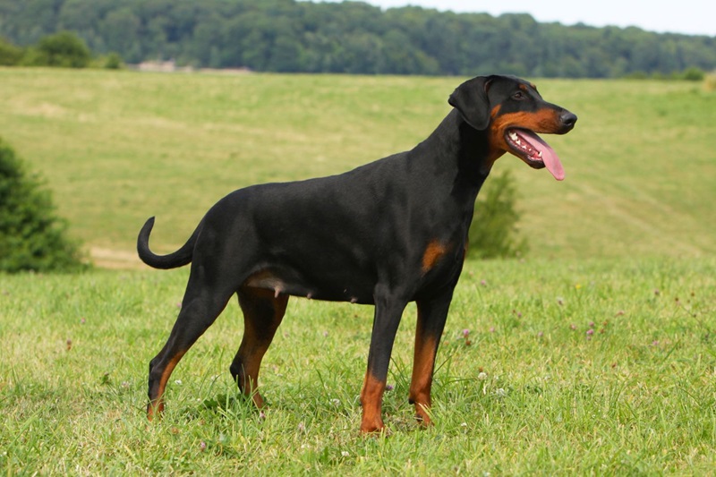Le Dobermann est une race de chien créée vers 1870 en Allemagne par Frédéric Louis Dobermann, un percepteur d’impôts qui voulait un chien de défense et de garde.