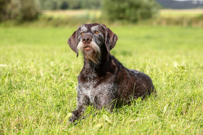 Le Drahthaar, aussi appelé Braque allemand à poil dur, est un chien d’arrêt continental d’origine allemande.