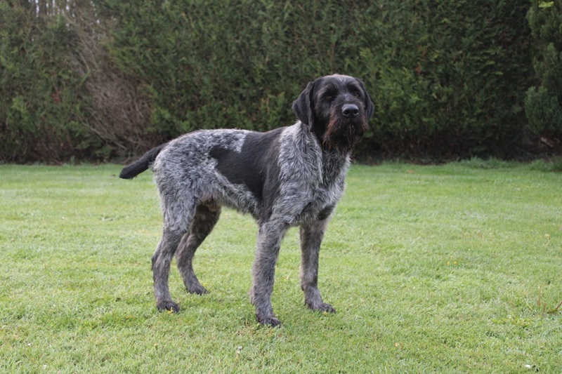 Le Drahthaar, aussi appelé Braque allemand à poil dur, est un chien d’arrêt continental d’origine allemande.
