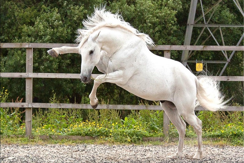 Le Lusitanien est une race de chevaux de selle d’origine portugaise. Il partage la même origine génétique que le Pure race espagnole, avec lequel il formait autrefois la race Andalouse.