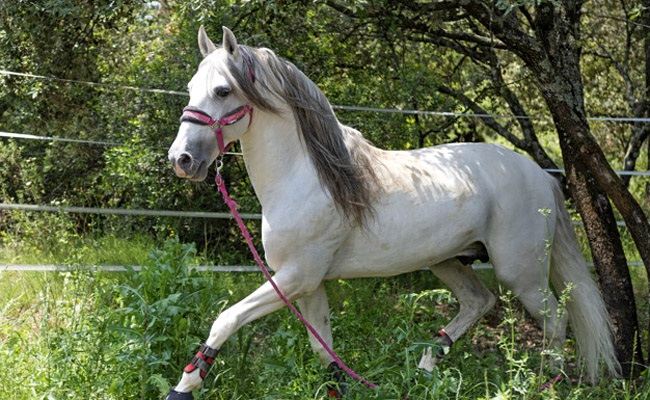Le Lusitanien est une race de chevaux de selle d’origine portugaise. Il partage la même origine génétique que le Pure race espagnole, avec lequel il formait autrefois la race Andalouse.