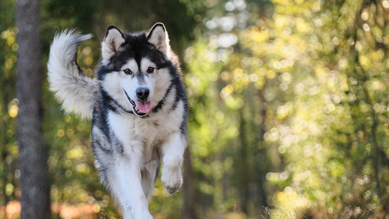 Le Malamute de l’Alaska est l’une des races de chiens de traîneau nordiques les plus anciennes.