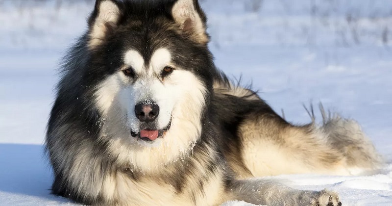 Le Malamute de l’Alaska est l’une des races de chiens de traîneau nordiques les plus anciennes.