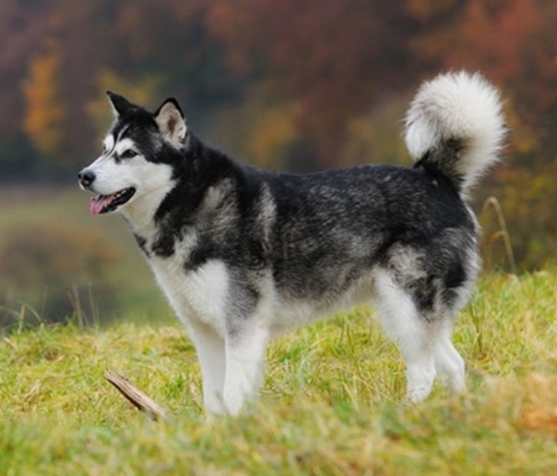 Le Malamute de l’Alaska est l’une des races de chiens de traîneau nordiques les plus anciennes.