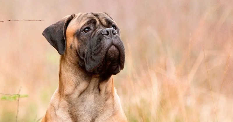 Le Mastiff Anglais est une race de chien qui a une très longue histoire. Il serait originaire d’Angleterre, où il était utilisé comme chien de combat et de garde.