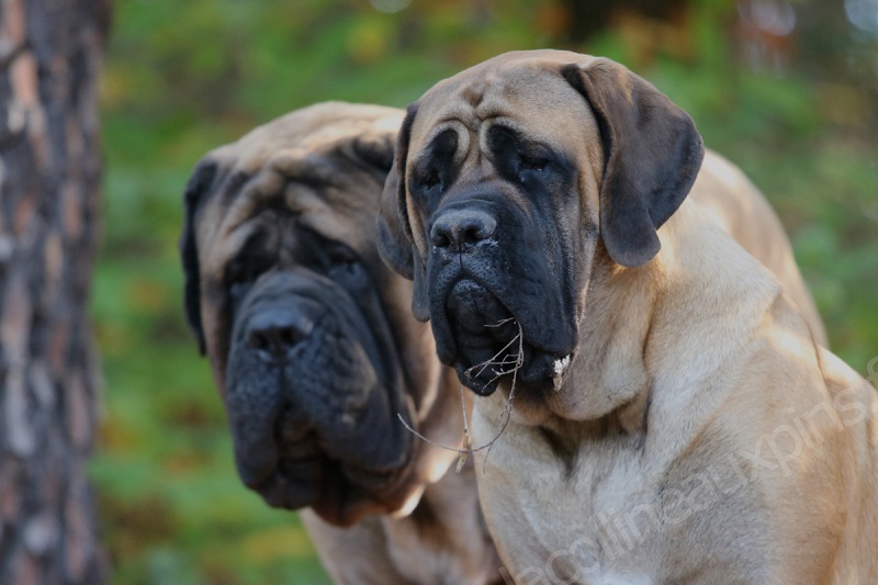 Le Mastiff Anglais est une race de chien qui a une très longue histoire. Il serait originaire d’Angleterre, où il était utilisé comme chien de combat et de garde.