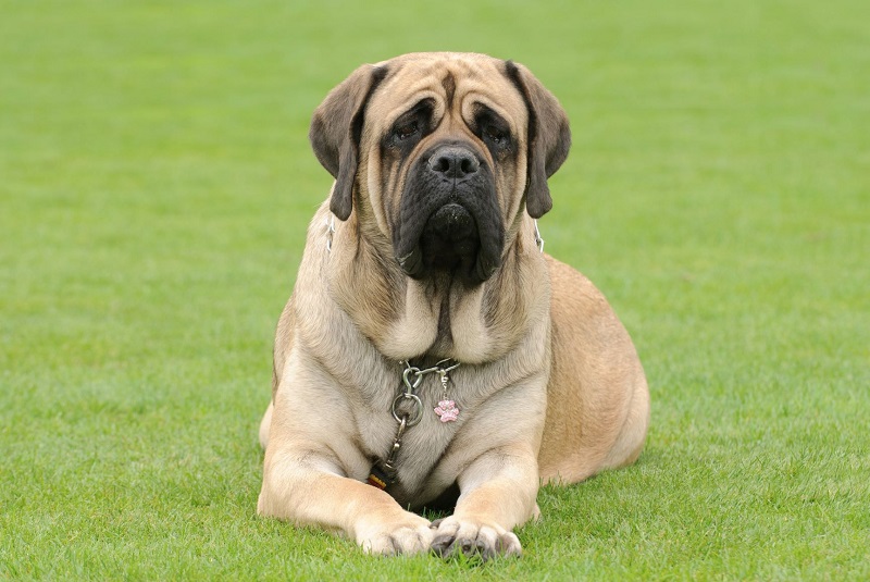 Le Mastiff est une race de chien originaire d’Angleterre, qui descend des molosses assyro-babyloniens. Il a été utilisé comme chien de guerre, de combat et de garde depuis l’Antiquité.