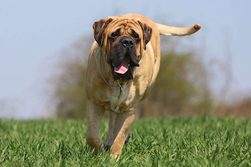 Le Mastiff est une race de chien originaire d’Angleterre, qui descend des molosses assyro-babyloniens. Il a été utilisé comme chien de guerre, de combat et de garde depuis l’Antiquité.