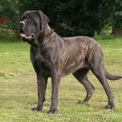 Le Mastiff est une race de chien originaire d’Angleterre, qui descend des molosses assyro-babyloniens. Il a été utilisé comme chien de guerre, de combat et de garde depuis l’Antiquité.