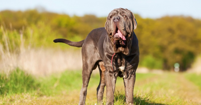 Le Matin de Naples est un chien de très grande taille, massif et trapu, doté d’une ossature puissante et lourde.