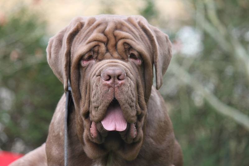 Le Matin de Naples est un chien de très grande taille, massif et trapu, doté d’une ossature puissante et lourde.
