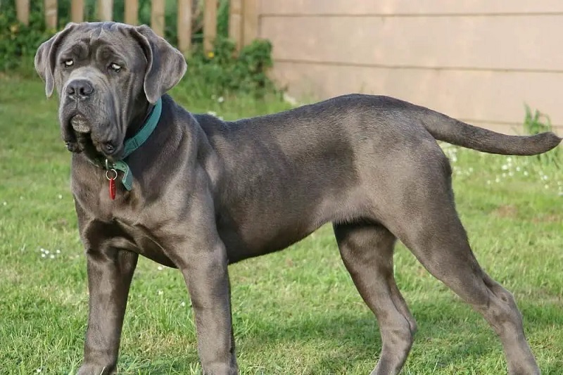 Le Matin de Naples est un chien de très grande taille, massif et trapu, doté d’une ossature puissante et lourde.