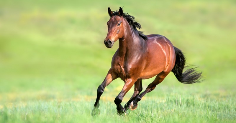 Le Pur-Sang Anglais est une race de chevaux de course créée au XVIIe siècle en Angleterre par le croisement de trois étalons orientaux (Bierley Turk, Godolphin Arabian et Darley Arabian) avec des juments locales.